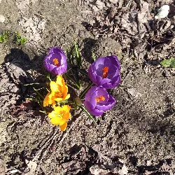 Anastasiia  Feldshtein 